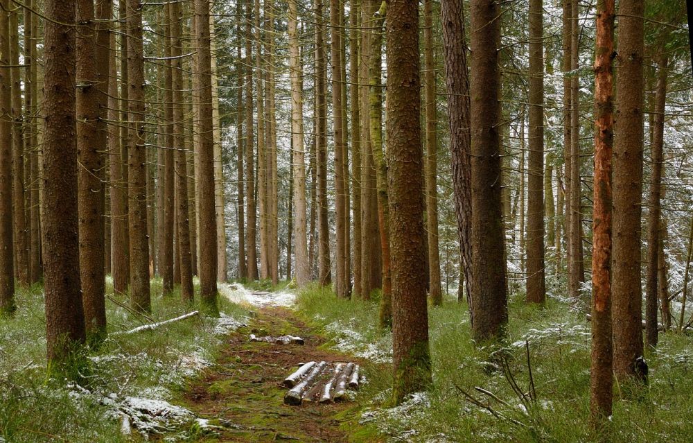 Huggknivar: En viktig komponent i skogsindustrin